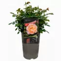 Marie Curie ® Floribunda Rózsa cserépben 3L