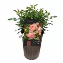 Pink Meilove ® Floribunda Rózsa cserépben 3L
