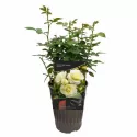 White Meilove ® Floribunda Rózsa cserépben 3L