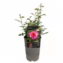 Gorgeous Paramount ® Teahibrid rózsa cserépben 3L