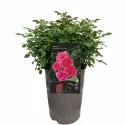 Dolce ® Floribunda Rózsa cserépben 3L