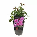 Renée van Wegberg ® Floribunda Rózsa cserépben 3L