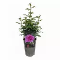 Adore Aroma ® Floribunda Rózsa cserépben 3L