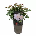 Natural Aroma ® Floribunda Rózsa cserépben 3L