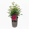 Pure Aroma ® Floribunda Rózsa cserépben 3L