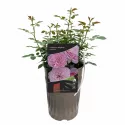 Unique Aroma ® Floribunda Rózsa cserépben 3L