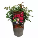 André Rieu ® Teahibrid rózsa cserépben 3L