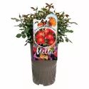 Amulet Mella ® Teahibrid rózsa cserépben 3L
