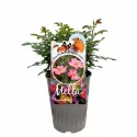 Barbie Mella ® Teahibrid rózsa cserépben 3L