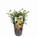 Ducat Mella ® Teahibrid rózsa cserépben 3L