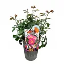 Exotic Mella ® Teahibrid rózsa cserépben 3L