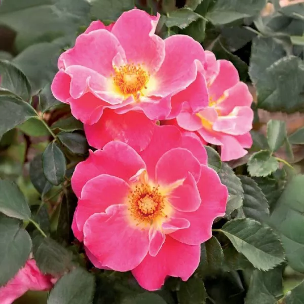 Exotic Mella ® Teahibrid rózsa cserépben 3L