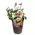 Melitte Mella ® teahibrid rózsa cserépben 3L