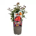 Rubin Mella ® Teahibrid rózsa cserépben 3L