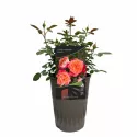 Hippie Fashion ® Floribunda Rózsa cserépben 3L