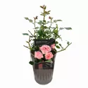 Perfume Fashion ® Floribunda Rózsa cserépben 3L