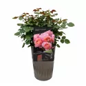 Trendy Fashion ® Floribunda Rózsa cserépben 3L