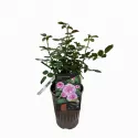 Marija Frayla ® Floribunda Rózsa cserépben 3L