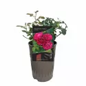 Konstantina Freska ® Floribunda Rózsa cserépben 3L
