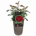 Morava Reka ® Floribunda Rózsa cserépben 3L