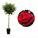 Magastörzsű rózsa Dame de Coeur 5L-es cserépben