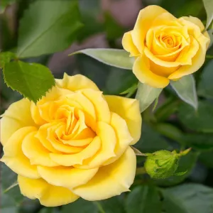 Flower Power Gold ® Törpe rózsa cserépben 3L