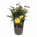 Flower Power Gold ® Törpe rózsa cserépben 3L