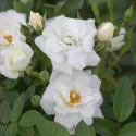 White Cover ® Törpe rózsa cserépben 3L