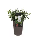 White Cover ® Törpe rózsa cserépben 3L