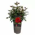 Europeana Floribunda Rózsa cserépben 3L