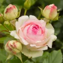 Eden Rose ® Futó rózsa cserépben 3L