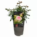 Eden Rose ® Futó rózsa cserépben 3L