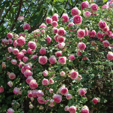 Eden Rose ® Futó rózsa cserépben 3L