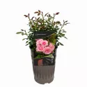 Climbing Bonica ® Futó rózsa cserépben 3L