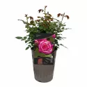 Haendel ® Futó rózsa cserépben 3L