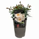 Hella ® Futó rózsa cserépben 3L