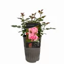 Lady of England ® Teahibrid rózsa cserépben 3L