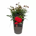 Red Wanderer ® Floribunda Rózsa cserépben 3L