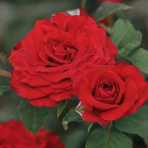 Red Wanderer ® Floribunda Rózsa cserépben 3L