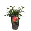 Designer Sunset ® Törpe rózsa cserépben 3L