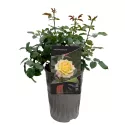 Yellow Wonder ® Teahibrid rózsa cserépben 3L