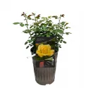 Arthur Bell ® Floribunda Rózsa cserépben 3L