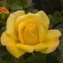 Arthur Bell ® Floribunda Rózsa cserépben 3L