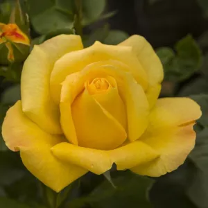 Arthur Bell ® Floribunda Rózsa cserépben 3L