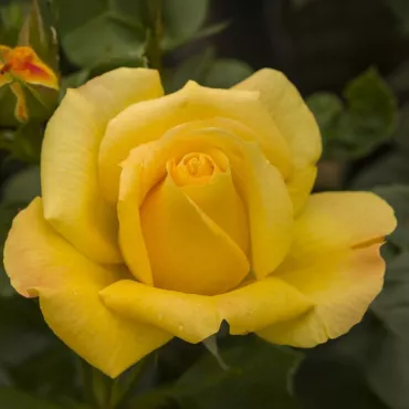 Arthur Bell ® Floribunda Rózsa cserépben 3L