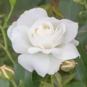 Kristall Perle ®  Floribunda Rózsa cserépben 3L
