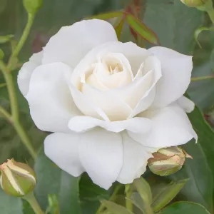 Kristall Perle ®  Floribunda Rózsa cserépben 3L