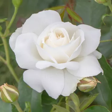 Kristall Perle ®  Floribunda Rózsa cserépben 3L