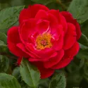 Little Buckaroo ® Floribunda Rózsa cserépben 3L