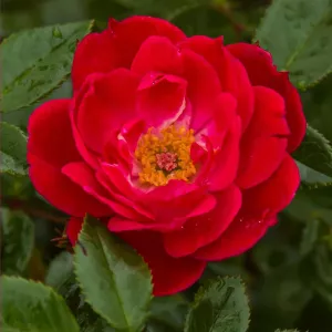 Little Buckaroo ® Floribunda Rózsa cserépben 3L